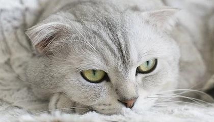 五星体育-WTT澳门冠军赛:黄友政0-3不敌阿鲁纳止步首轮