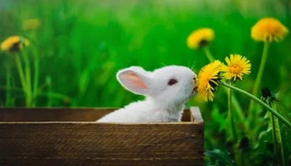 五星体育-WTT澳门冠军赛：黄友政0-3不敌阿鲁纳止步首轮